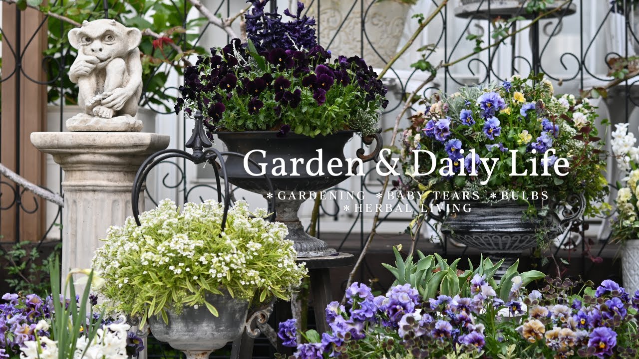 Маленькие новости из сада в апреле /  Сэндвичи с травами и игристое вино / Жизнь с цветами и травами