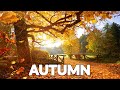 Autumn  (Yevgeniy Nikitenko)