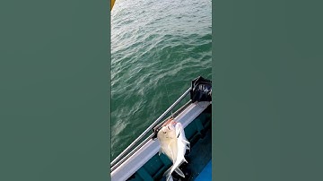 Câu Jig cần bờ,câu jig 2 lưỡi dính 2con cá bè con.@