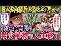 【泥ママ】庭の多肉植物を盗んだ泥ママ→「子供が怪我した!治療費払え!」→実は数百万円の希少植物で人生終了…【2chスカっと・ゆっくり解説】