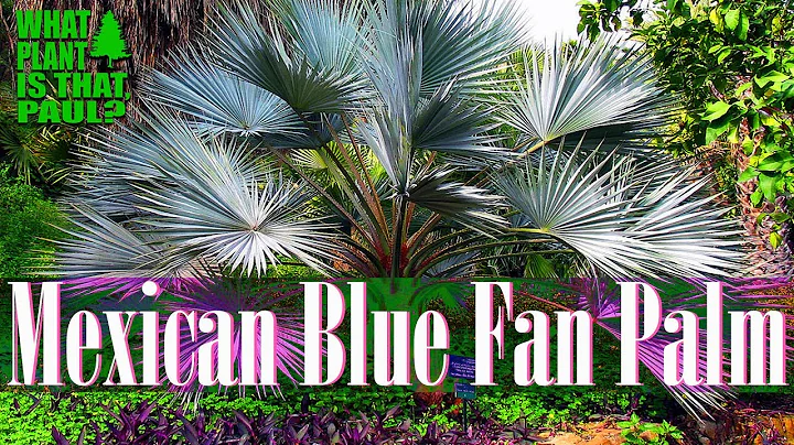 Mexican Blue Fan Palm -  highly desired for their ...