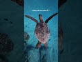 What’s your favorite time of day? #hawaii #freediving #marinelife #ocean #dji #turtles