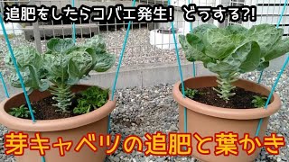 芽キャベツの追肥と葉かき