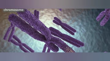 DNA 3D Animation, Chromosome Structure Animation