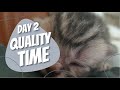 Day 2 - Quality Time With Kitten&#39;s Dad | 1 Month Ccomi&#39;s Kitten Vlog