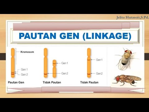 PAUTAN GEN (LINKAGE)/GENETIKA : SMA KELAS 12