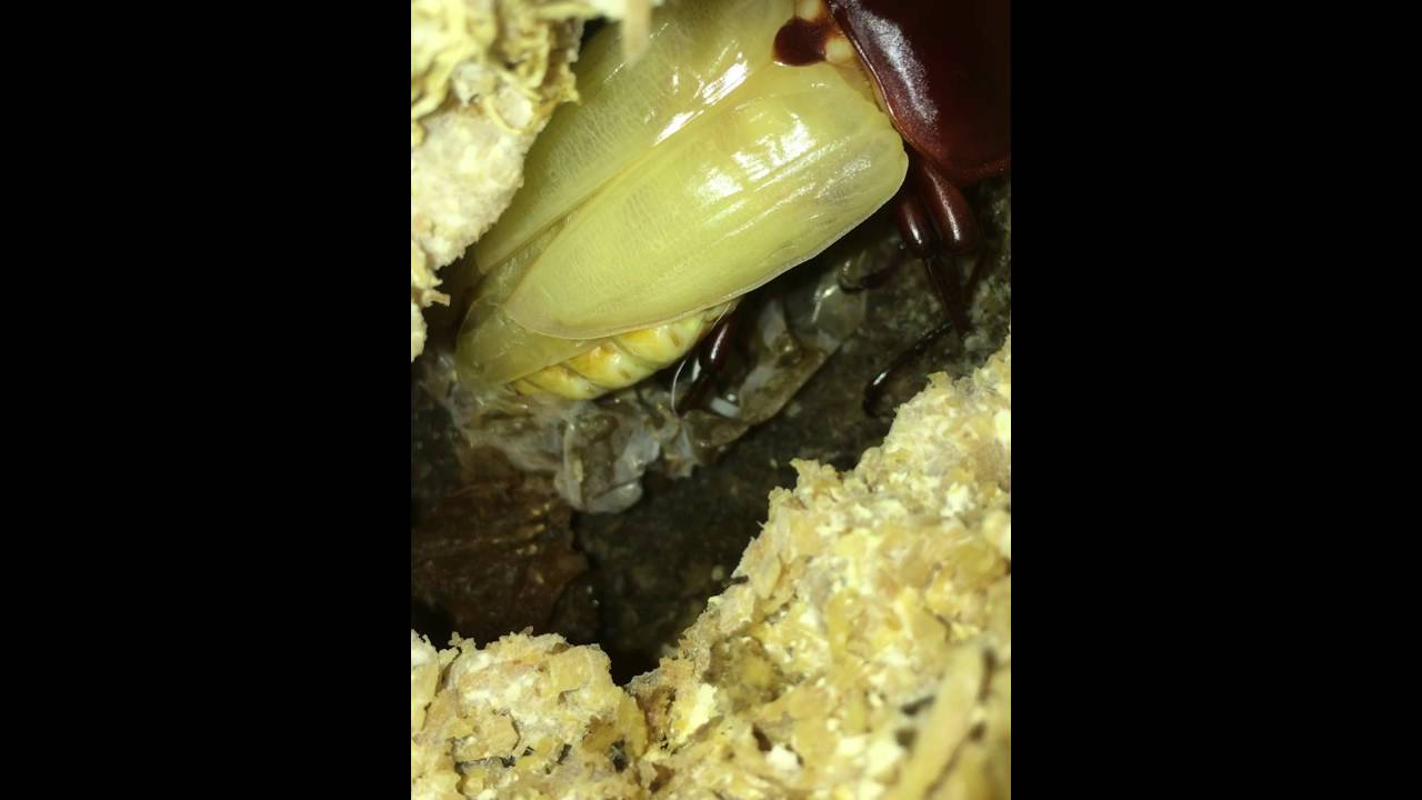 Dorcus Hopei Hopei : Emergence(First one hour)X6 Speed