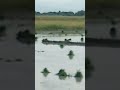 PLANTING RICE
