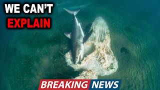 Divers Filmed a 22 Ft Shark Eating Unknown Carcass That Had Been Killed by SOMETHING Even Bigger!