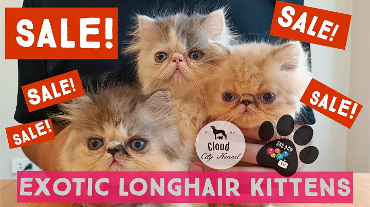 Video 11103211: exotic longhair kitten