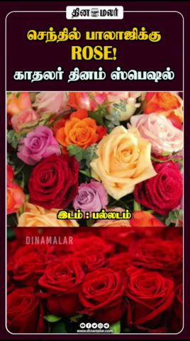 செந்தில் பாலாஜிக்கு ROSE! காதலர் தினம் ஸ்பெஷல்
