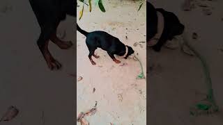 Kusti ho rhi hai guyzz🤣🤣🤣#shortsfeed #animallife #cuteanimal #shortsviral #shortvideo #rottweiler