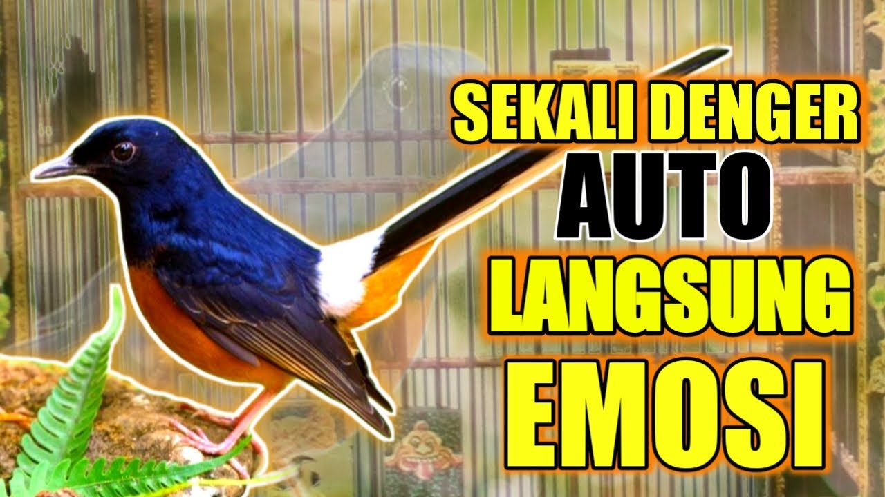 Masteran Idola Murai Batu | Masteran Burung Lomba TEMBAKAN BESETAN KASAR Untuk Burung Juara Lomba