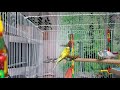 Help your Parakeets//Budgies SING right now!!!