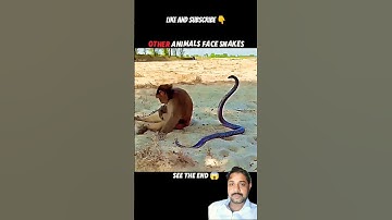 king Cobra Vs wild animals😳🤔 #monkey #animals #snake #funny #kingcobra #snake #cobra #lion #wildlife