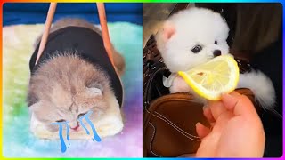 TikTok Chó Phốc Sóc Mini 😍 Funny and Cute Pomeranian #474