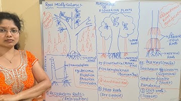 Morphology of Flowering Plants | Root Modification | Class 11 Biology | NEET | AIIMS| JIPMER| Lec 03