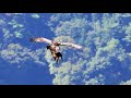 伊吹山のイヌワシ幼鳥「サーナ」2024年10月1日 タヌキのご馳走