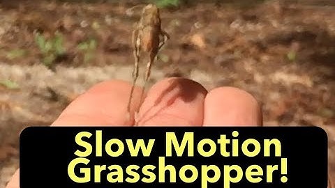 Grasshopper Jumping in Slow Motion!