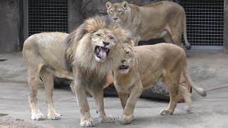 オオニシライオン The complicated relationship between male lion Gao and two females