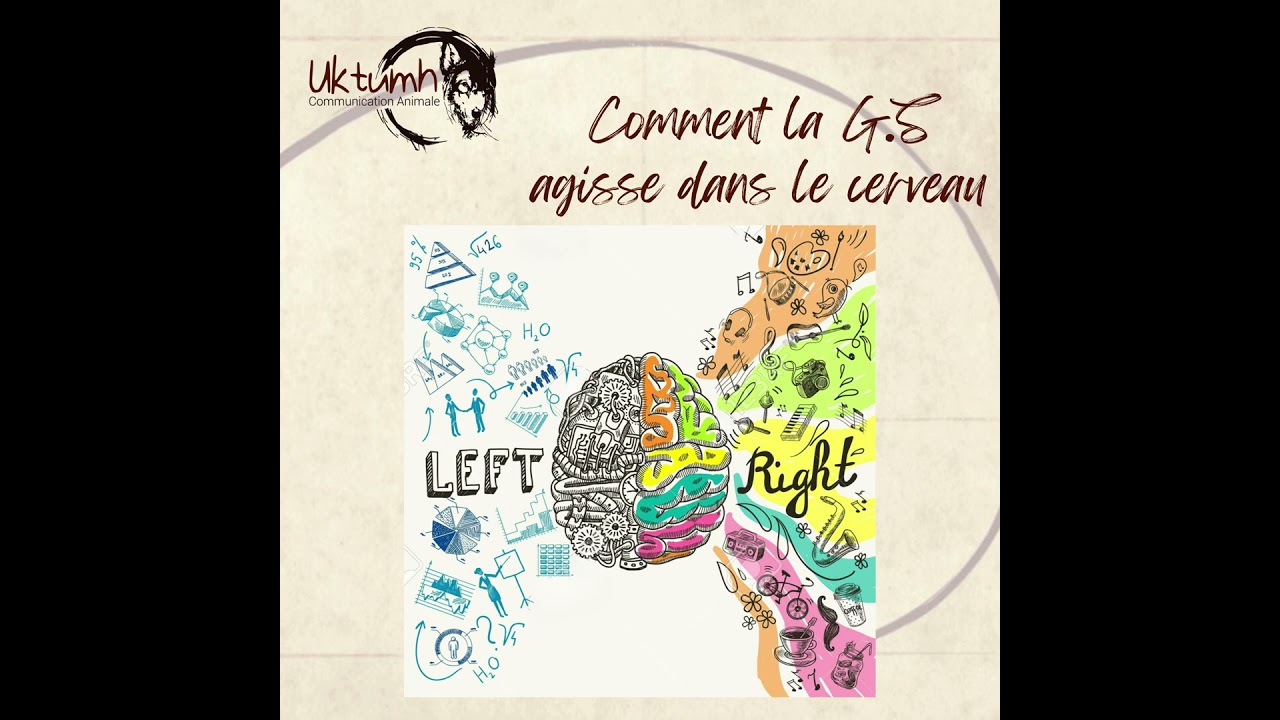 Formation Communication Animale - Toi et Moi - Niveau 1 ...Avec BERTRAND!