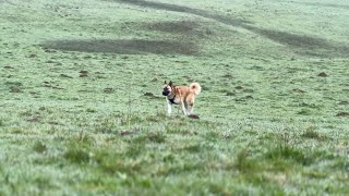 The Viking Dogs Run Free For The First Time