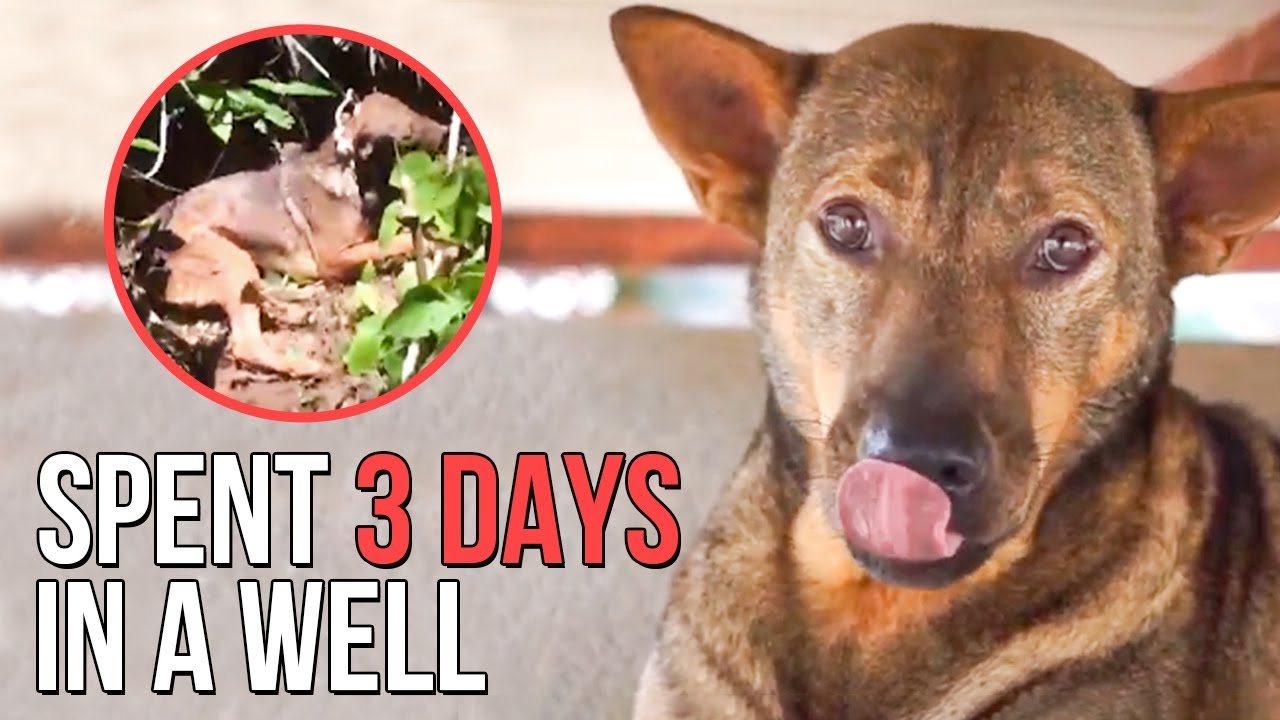 This dog spent 3 days trapped in a well. Got rescued and made an