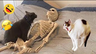 New Funny Animals😻🐕‍🦺Best Funny Dogs and Cats Videos Of The Week🤔  part 3 by Pet bradlab2k 2,398 views 1 month ago 31 minutes