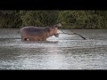 HIPPO vs STICK