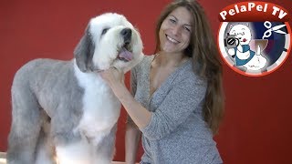 PELUQUERÍA CANINA BOBTAIL CORTE TEDDY CON ESTER CATALÁN