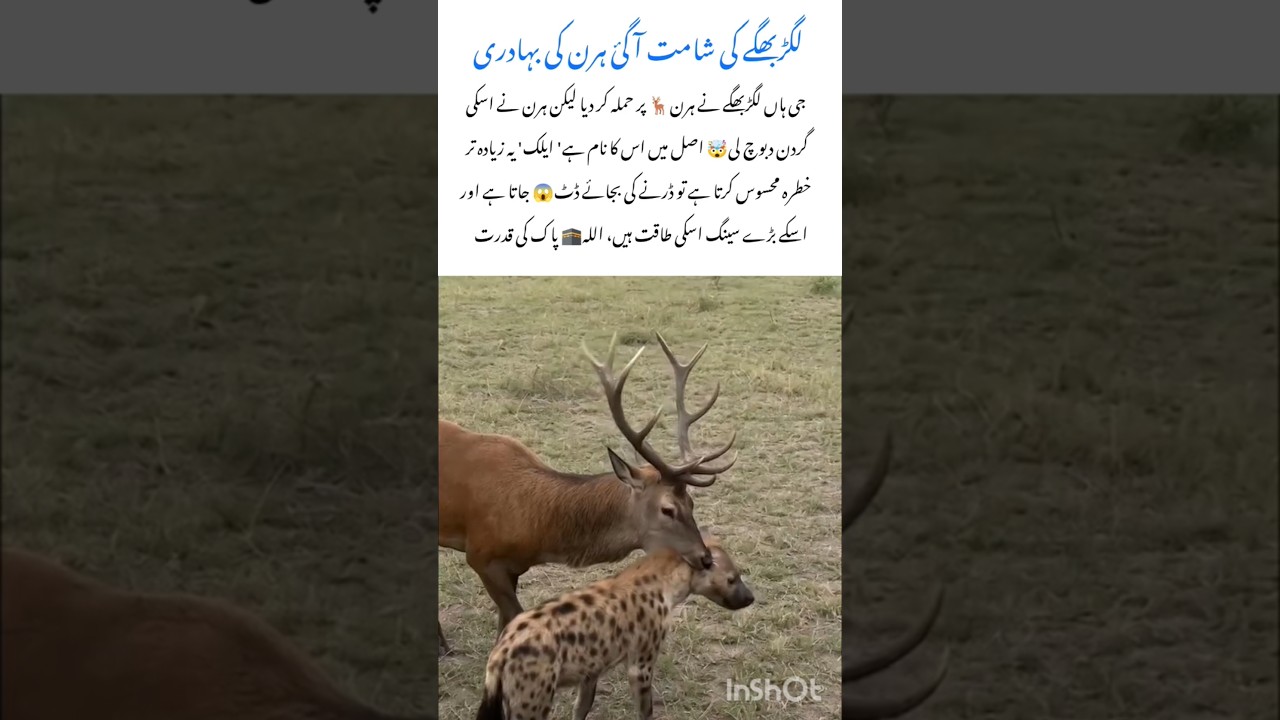 Elk Deer – The Bravest Fighter of the Wild 🦌