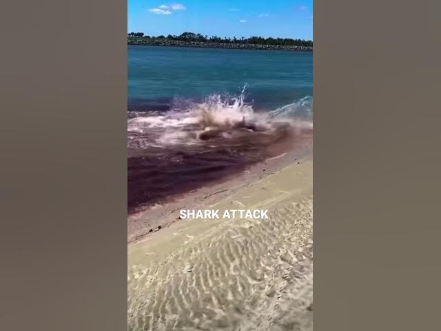 #shark #attack #shorts #ocean #blowthisup #blood #scary #viral #trending #fyp #foryou #popoff