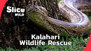 Kalahari rescue: Zebras and a Giant Python I FULL DOC | SLICE WILD