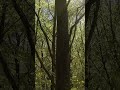 The Forest Is Healing 🌿 Shamanic Downtempo Out Now