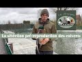 Rom waterfowl vous prsente la slection prreproduction pour les colverts au sein de son levage 