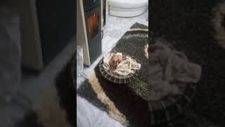 Pinser Τραγουδάει