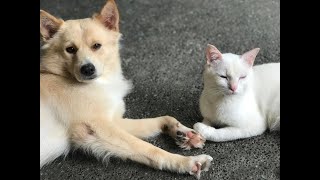 Pitou  Lancer playing together #cat #dog