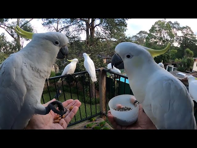 Cockatoo Madness **SUPER LIVE TV**📺📹🍿🍦🍫🥤😍 class=