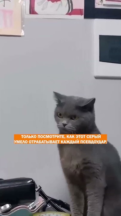 Кот-актер года! Голливуд отдыхает, профессиональное сражение! - YouTube
