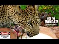 Male Leopard Takes An Impala From A Female Leopard