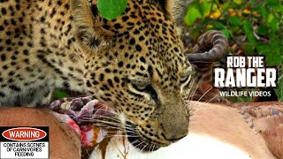 Male Leopard Takes A Meal From A Female Leopard