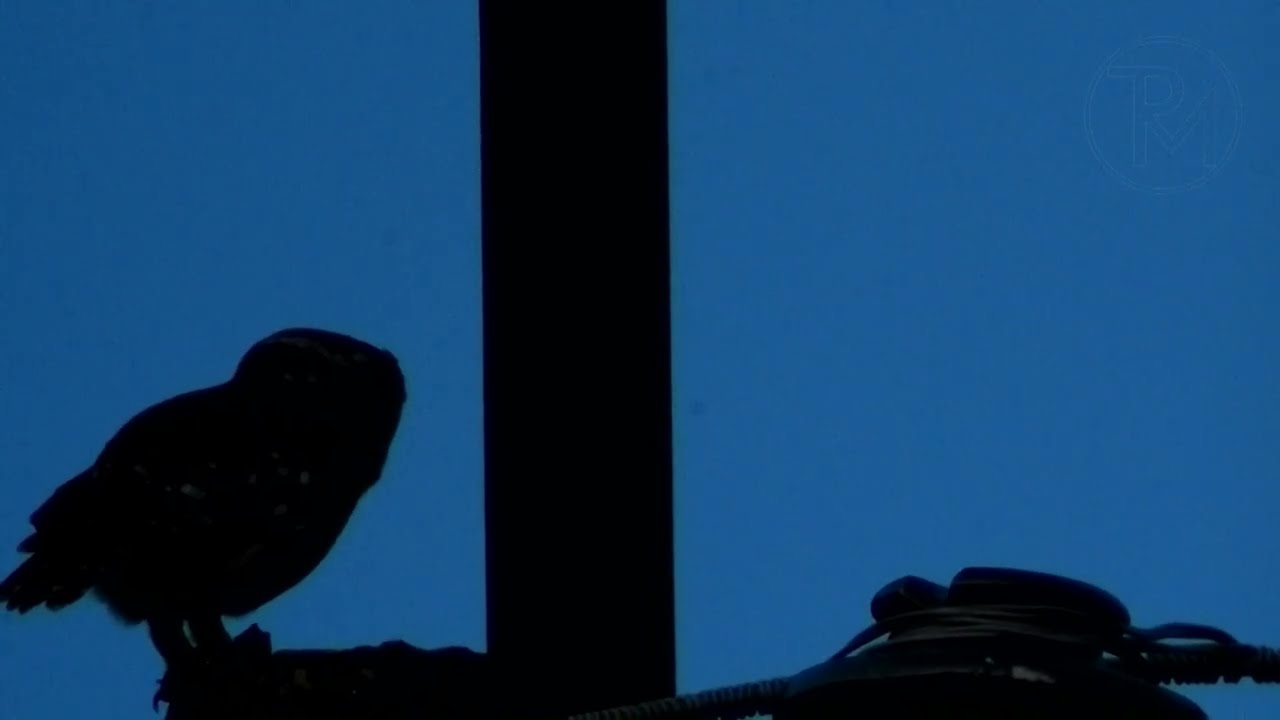 Сич, здобич та електричний стовп.