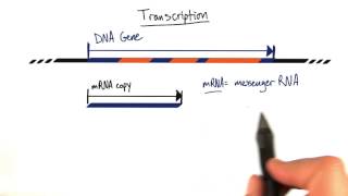 Transcription - Tales From The Genome