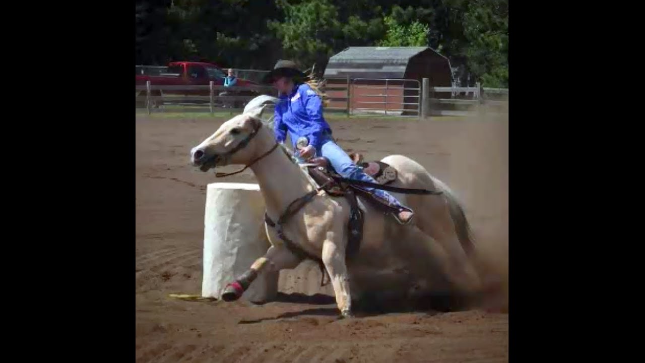 **SOLD**1D/2D FRENCHMANS GUY/HOT COLOURS Barrel Racing/AllAround Gelding YouTube