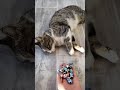 Satisfying Reverse Cat ASMR Videos Compilation 😻