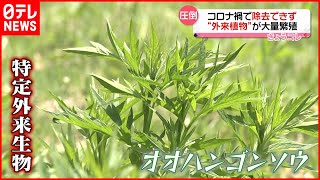 【大量繁殖】コロナ禍で除去できず…特定外来生物「オオハンゴンソウ」