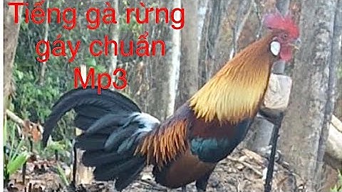 Tiếng Gà rừng gáy không tạp âm