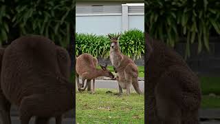 Baby kangaroo in pouch