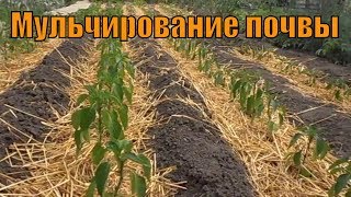 Мульчирование почвы, плюсы и минусы.