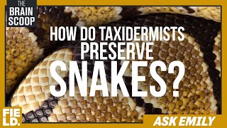 How Do Taxidermists Preserve Snakes? | Ask Emily @thebrainscoop